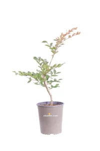 Lagerstroemia Indica Acoma v19 egarden.store online