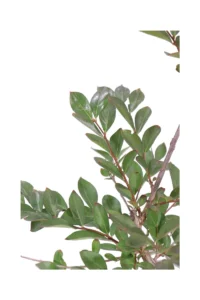 Lagerstroemia Indica Acoma