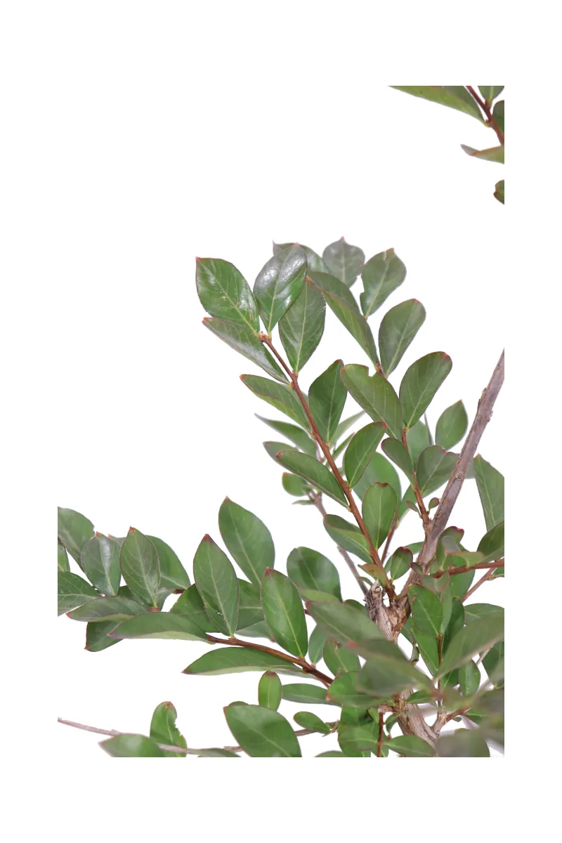 Lagerstroemia Indica Acoma