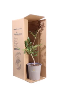 Lagerstroemia Indica Acoma v19 egarden.store online