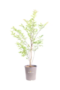 Lagerstroemia Indica Muskogee v17 egarden.store online