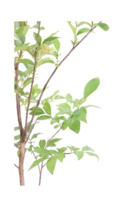 Lagerstroemia Indica Muskogee v17 egarden.store online