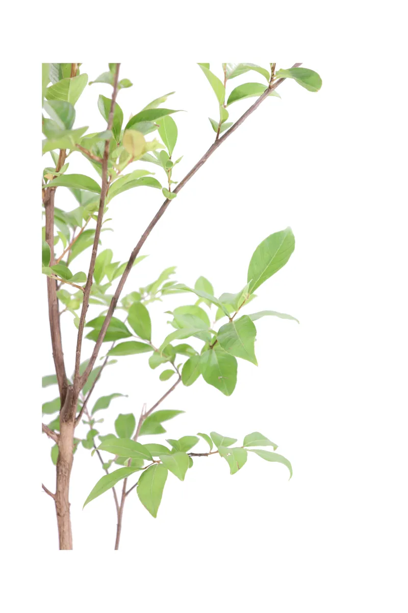 Lagerstroemia Indica Muskogee v17 egarden.store online