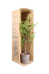 Lagerstroemia Indica Muskogee v17 egarden.store online