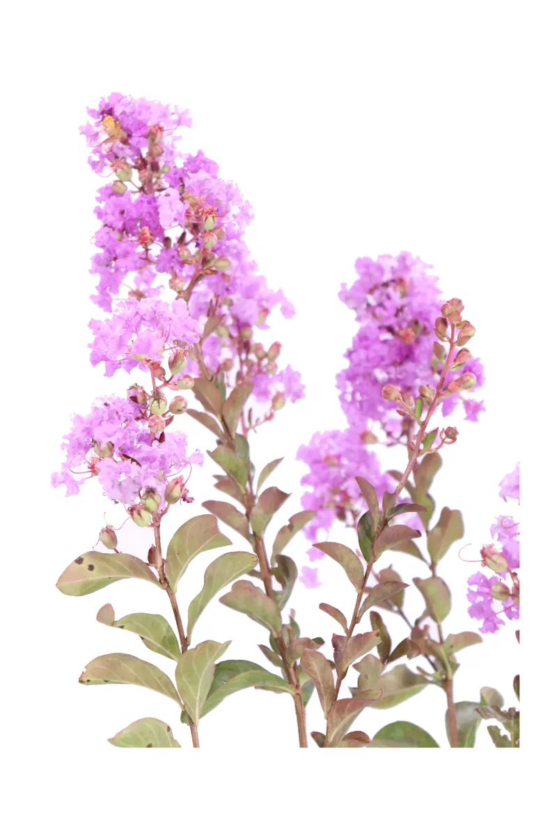 Lagerstroemia Indica Petite Orchid v19 egarden.store online