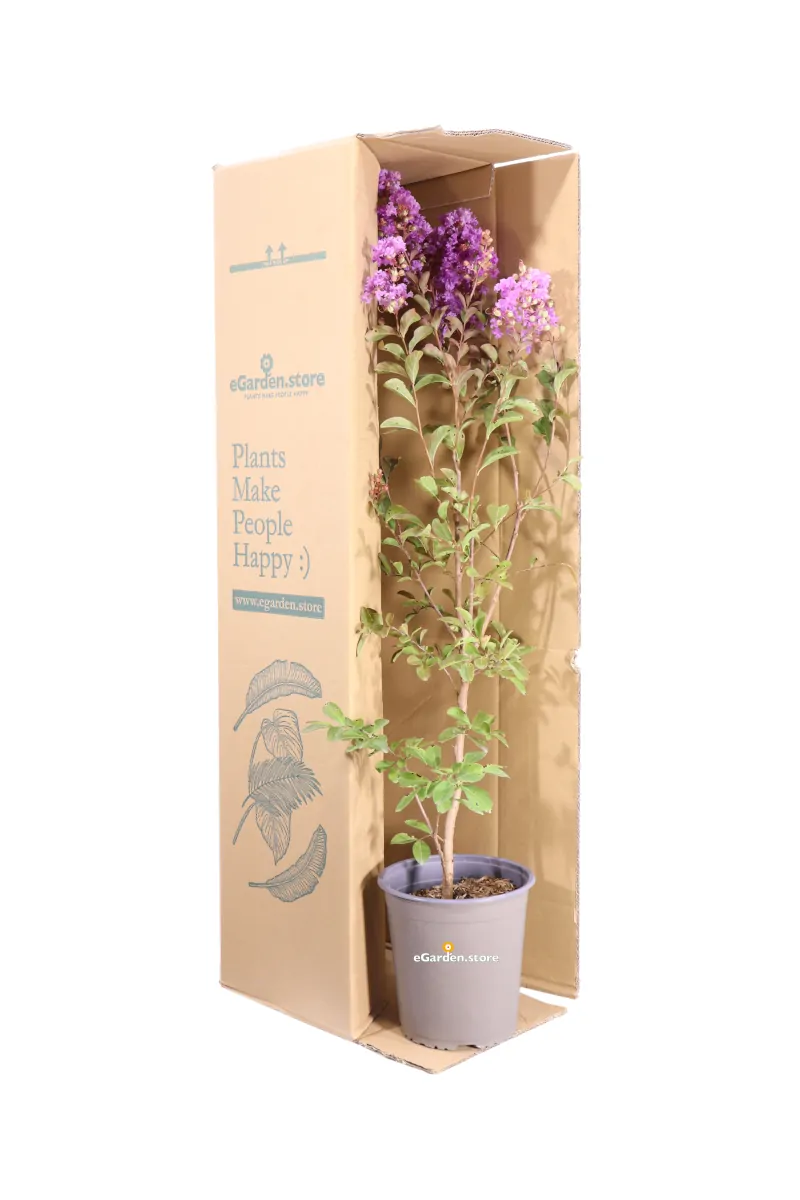 Lagerstroemia Indica Petite Orchid v19 egarden.store online