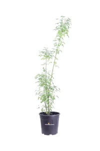 Maggiociondolo - Laburnum Anagyroides v24 egarden.store online