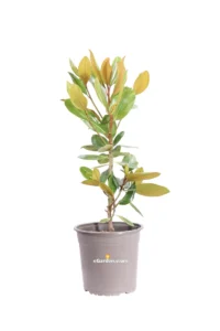 Magnolia Grandiflora Francois Treyve v22 egarden.store online