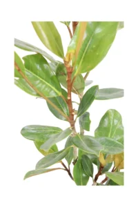 Magnolia Grandiflora Francois Treyve v22 egarden.store online