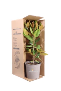 Magnolia Grandiflora Francois Treyve v22 egarden.store online