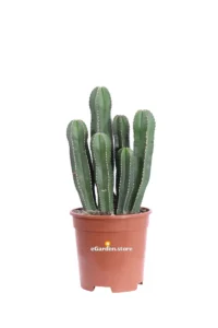 Marginatocereus Marginatus v17 egarden.store online