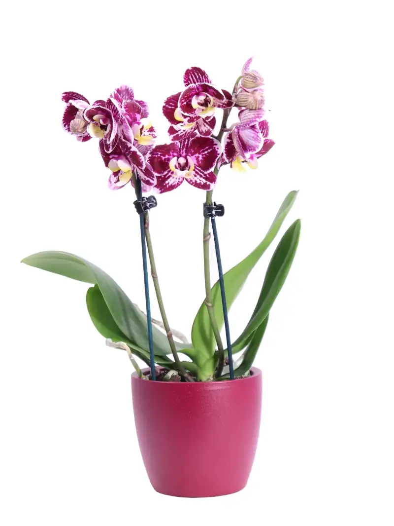 Mini Orchidea - Phalaenopsis Fucsia v12 egarden.store online