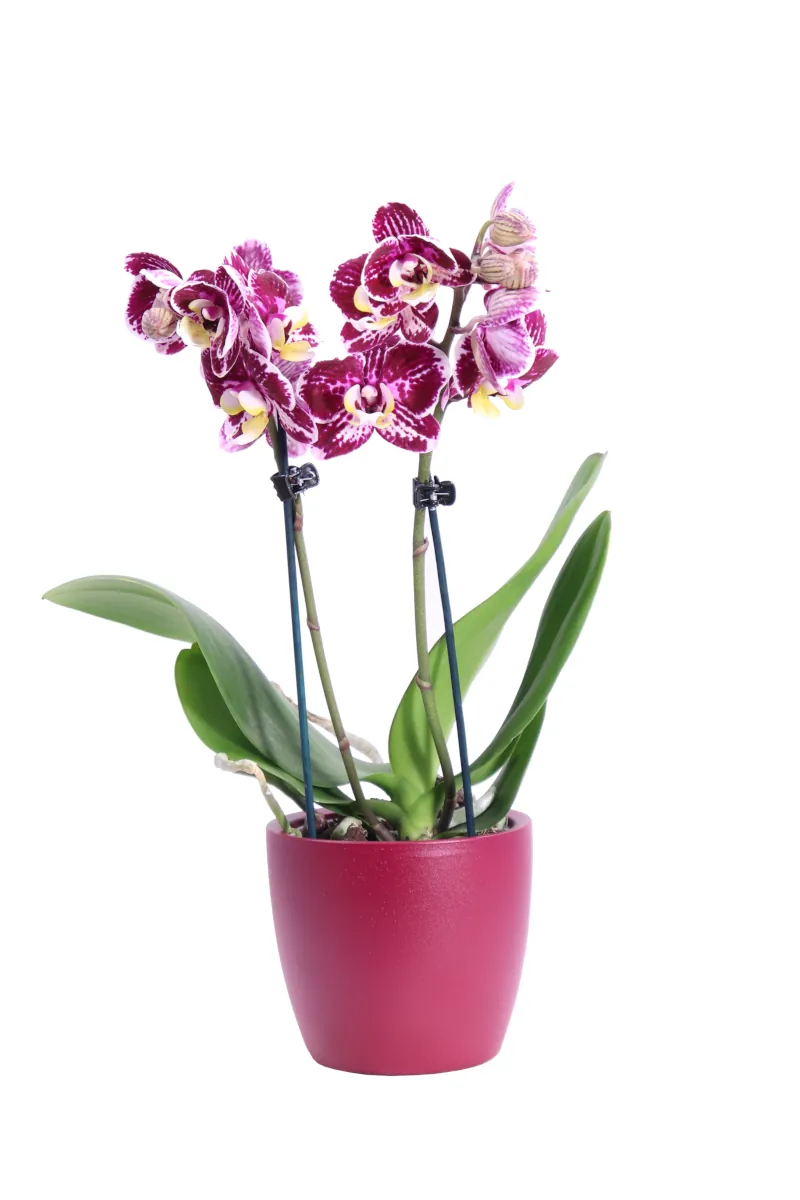 Mini Orchidea - Phalaenopsis Fucsia v12 egarden.store online