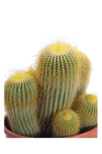 Notocactus Leninghausii