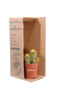 Notocactus Leninghausii v17 egarden.store online