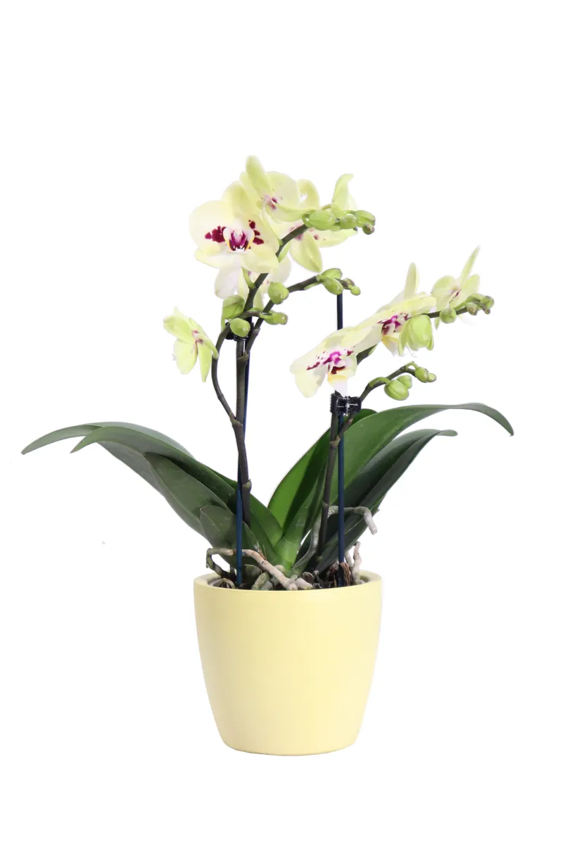 Orchidea - Phalaenopsis Multiflora Gialla v12 egarden.store online