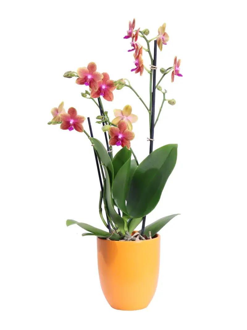Orchidea - Phalaenopsis MultifloraTypes Orange Fragrans v12 egarden.store online