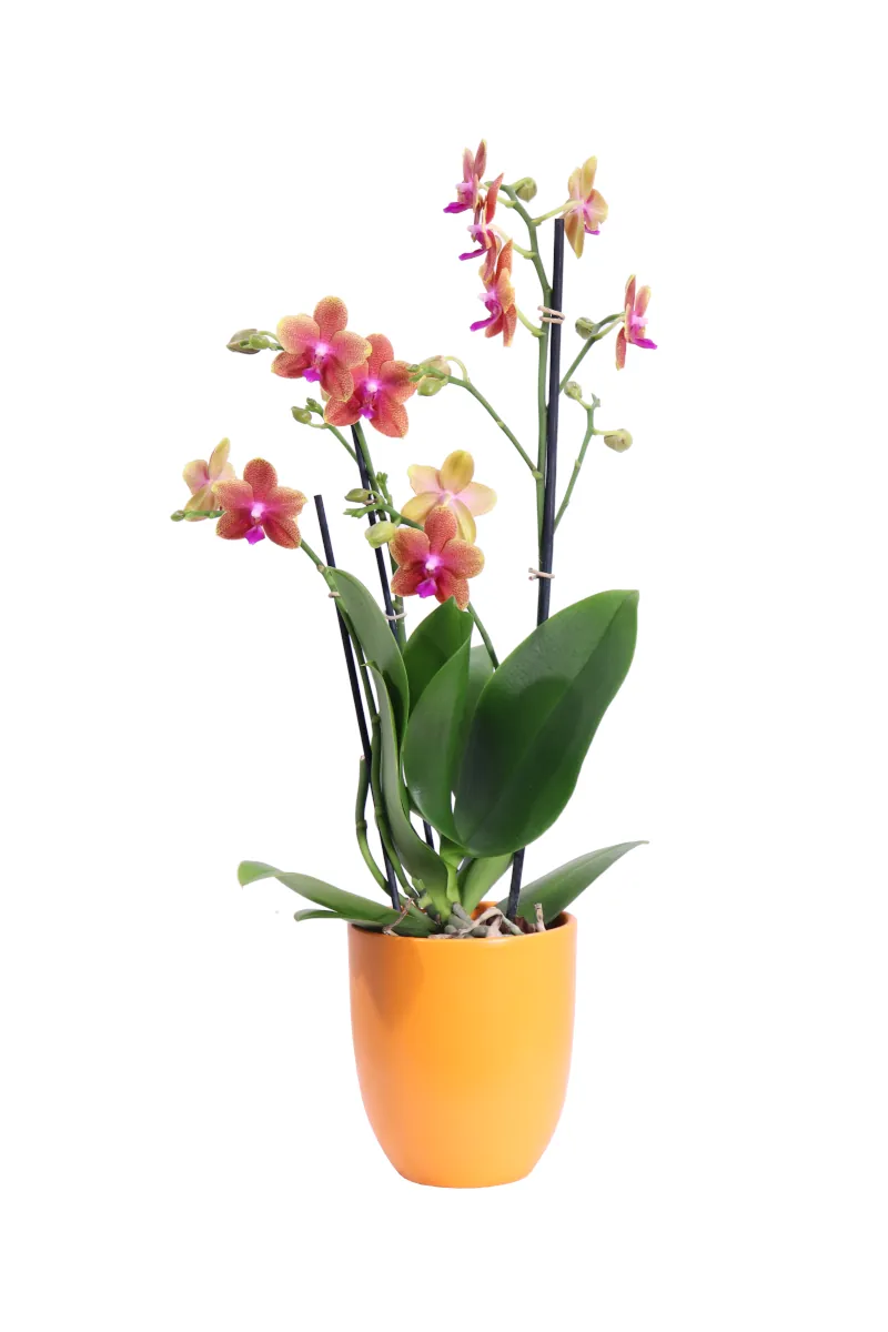 Orchidea - Phalaenopsis MultifloraTypes Orange Fragrans v12 egarden.store online