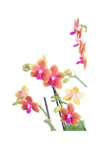 Orchidea - Phalaenopsis MultifloraTypes Orange Fragrans v12 egarden.store online