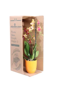 Orchidea - Phalaenopsis MultifloraTypes Orange Fragrans v12 egarden.store online