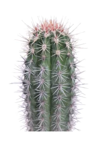 Pachycereus Pringlei