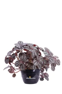 Pilea Involucrata Norfolk v16 egarden.store 1 Pilea Involucrata Norfolk v16 egarden.store online