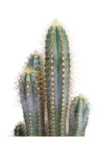 Pilosocereus Pachycladus v17 egarden.store online