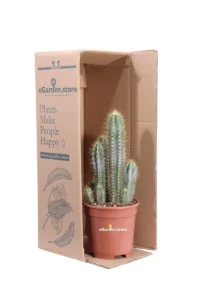 Pilosocereus Pachycladus v17 egarden.store online