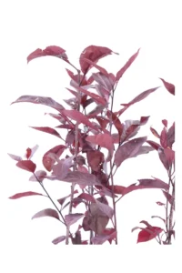 Prunus X Cistena v19 egarden.store online