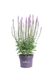 Salvia Nemorosa Ostfriesland v17 egarden.store online