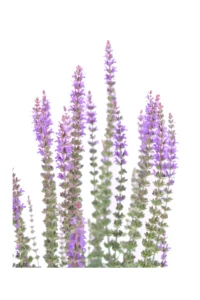 Salvia Nemorosa Ostfriesland v17 egarden.store online