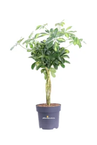 Schefflera Arboricola Variegata Intrecciata v21 egarden.store online