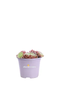 Sempervivum Mix1 v8 egarden.store online