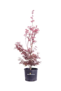 Acero Palmato Skeeters Broom v24 egarden.store online