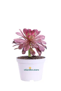 Aeonium Mardi Gras v10 egarden.store online
