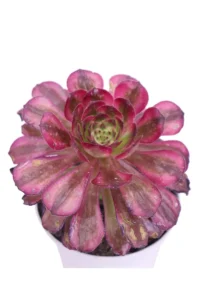 Aeonium Mardi Gras v10 egarden.store online