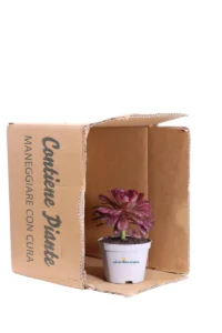 Aeonium Mardi Gras v10 egarden.store online