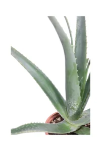 Aloe Vera Barbadensis v17 egarden.store online