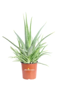 Aloe Vera Chinensis v17 egarden.store 1 Aloe Vera Chinensis v17 egarden.store online