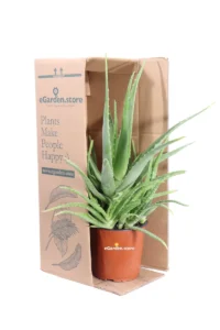 Aloe Vera Chinensis v17 egarden.store 3 Aloe Vera Chinensis v17 egarden.store online