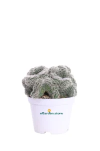 Chamaecereus Silvestrii Crestata v10 egarden.store online