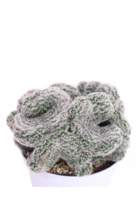 Chamaecereus Silvestrii Crestata v10 egarden.store online