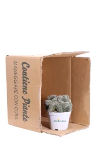 Chamaecereus Silvestrii Crestata v10 egarden.store online