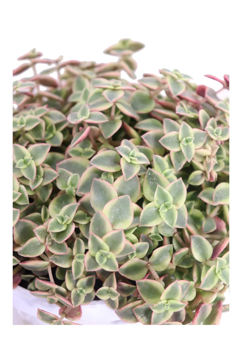 Crassula Pellucida Marginalis Variegata v14 egarden.store online