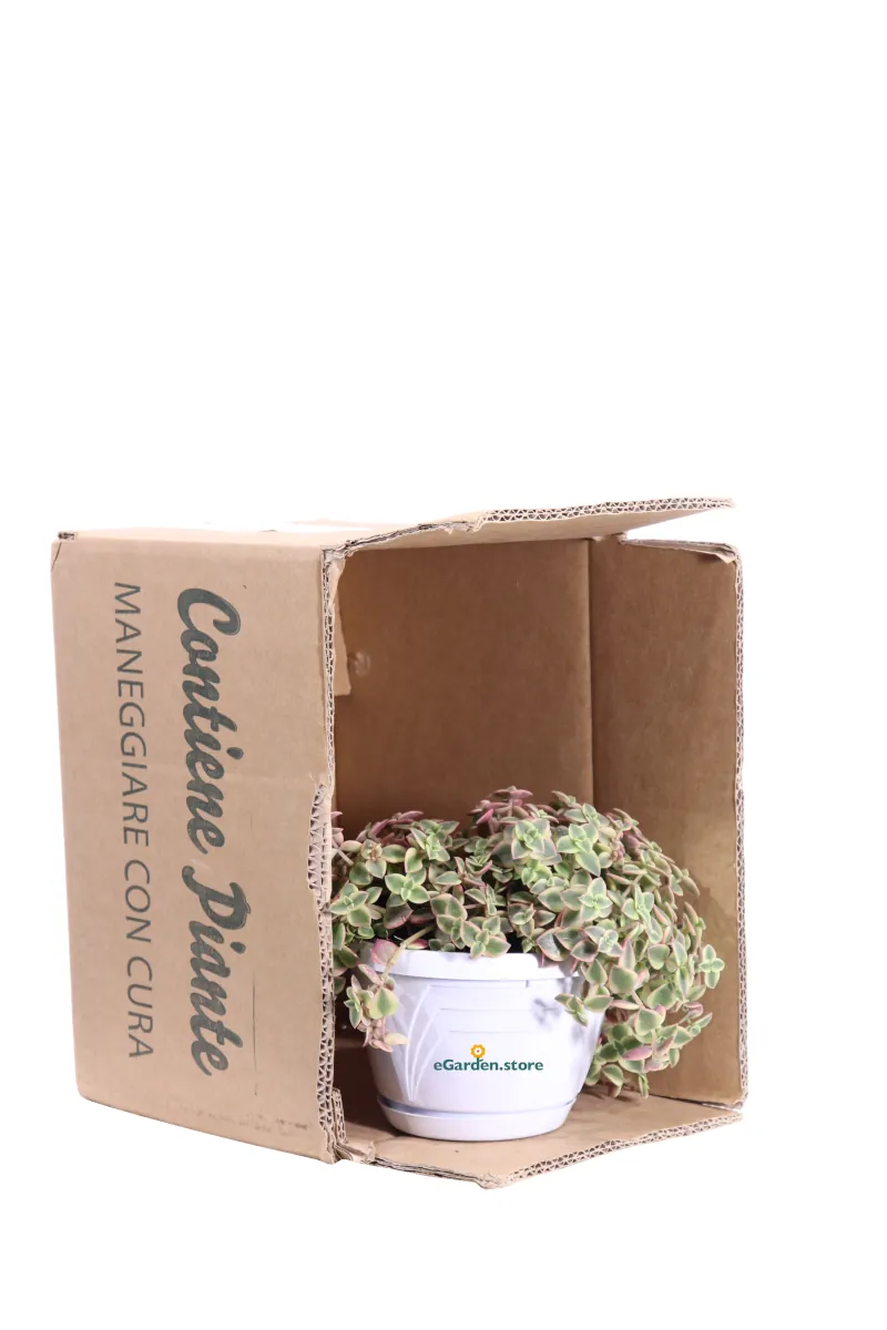 Crassula Pellucida Marginalis Variegata v14 egarden.store online