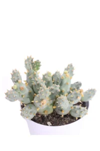 Cylindropuntia Setispina