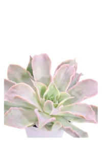 Echeveria Madiba v10 egarden.store online