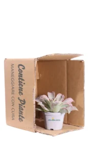 Echeveria Madiba v10 egarden.store online