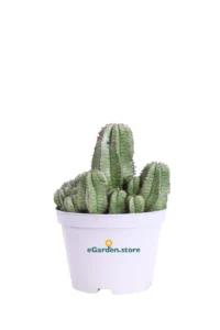 Euphorbia Anoplia v10 egarden.store online