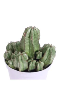Euphorbia Anoplia v10 egarden.store online